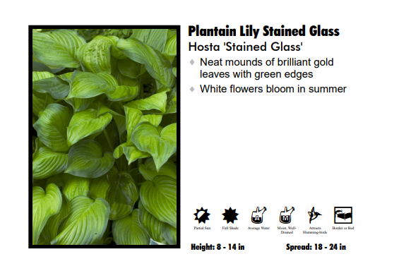 Hosta ‘Stained Glass’