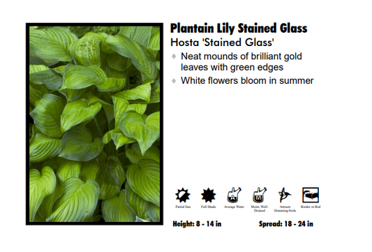 Hosta ‘Stained Glass’