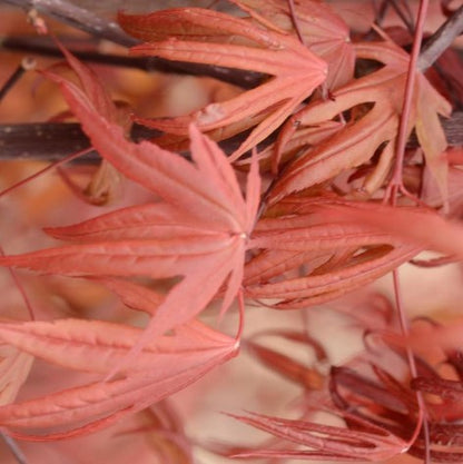 Japanese Maple - Emperor One