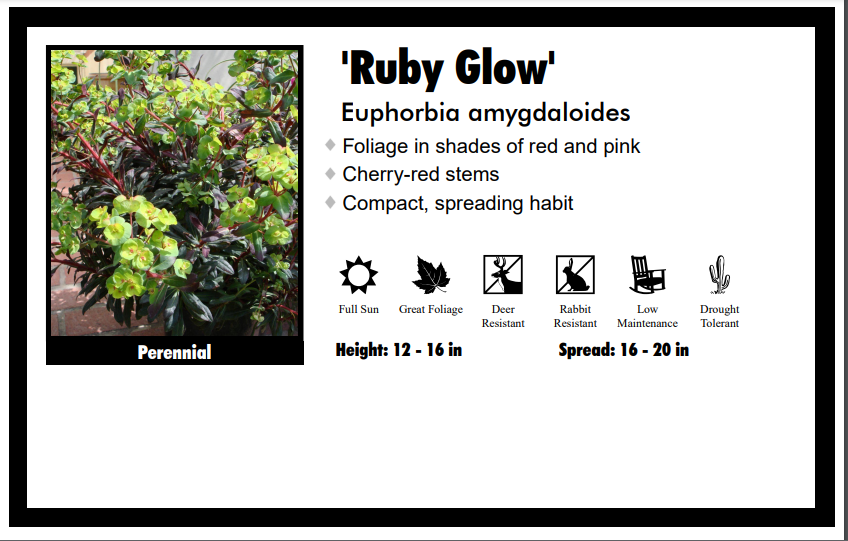 Euphorbia "Ruby" Spurge