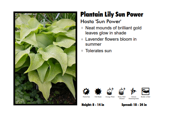 Hosta ‘Sun Power’