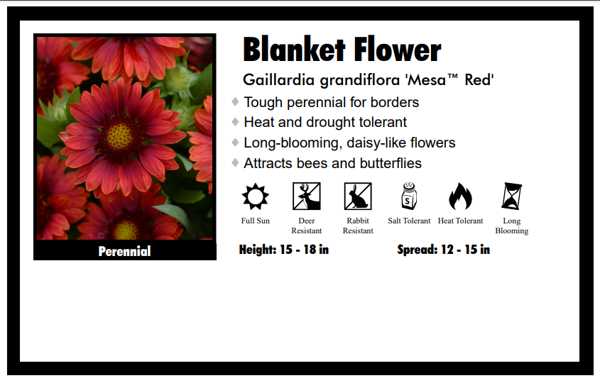 Gaillardia 'Mesa Red' Blanket Flower