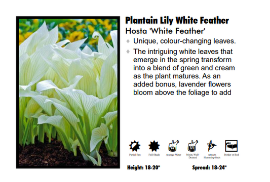 Hosta - White Feather