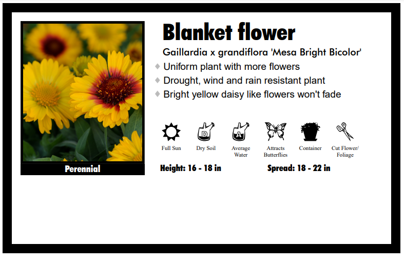 Gaillardia 'Mesa Bicolor' Blanket Flower