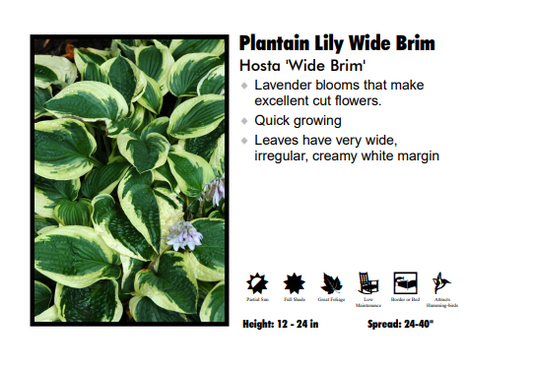 Hosta ‘Wide Brim’