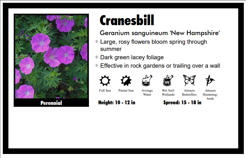 Geranium 'New Hampshire' Cranesbill