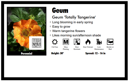 Geum 'Totally Tangerine' Avens