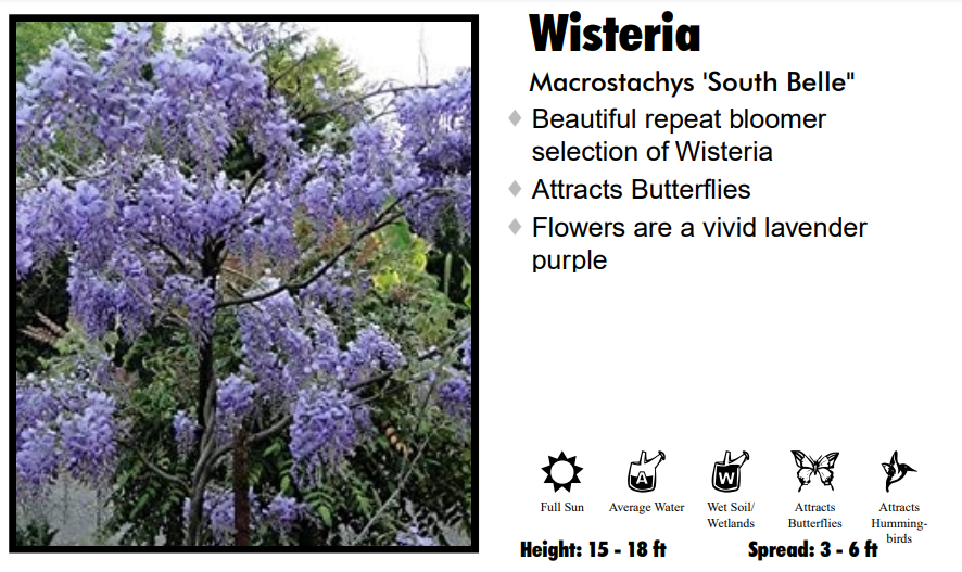Wisteria - South Belle
