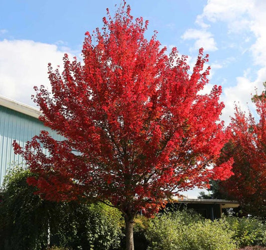 Maple - Red Point Calip