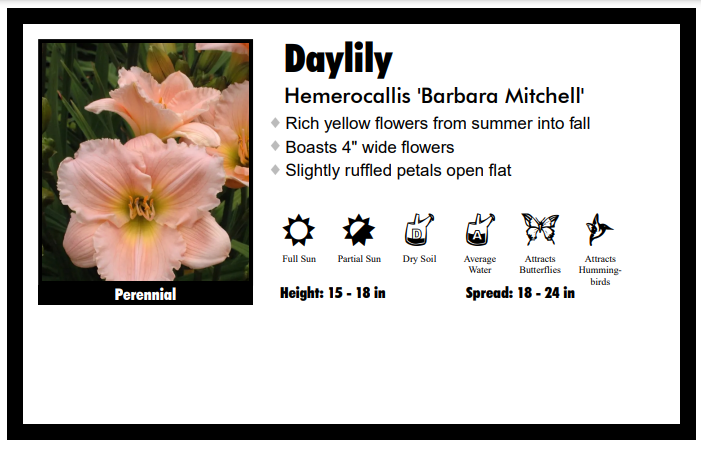 Hemerocallis "Barbara Mitchell - Pink" Daylily