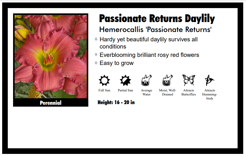 Hemerocallis "Passionate Returns" Pink Daylily