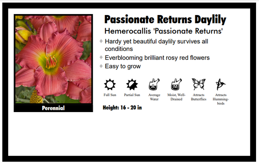 Hemerocallis "Passionate Returns" Pink Daylily