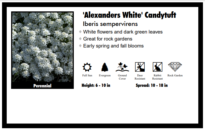 Iberis "Alexander's White" Candytuft