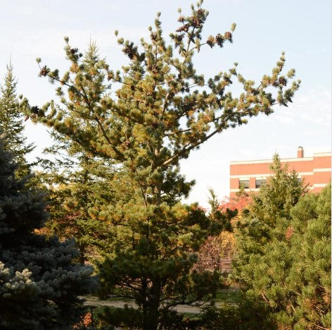 Pine - Japanese White