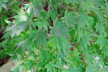 Japanese Maple - Trompenburg