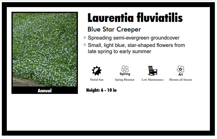 Laurentia "Blue Star Creeper"