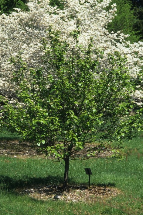 Viburnum - Blackhaw