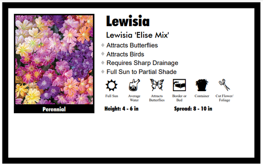 Lewisia ‘Elise Mix’