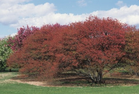 Crab - Coral Burst Double Rose