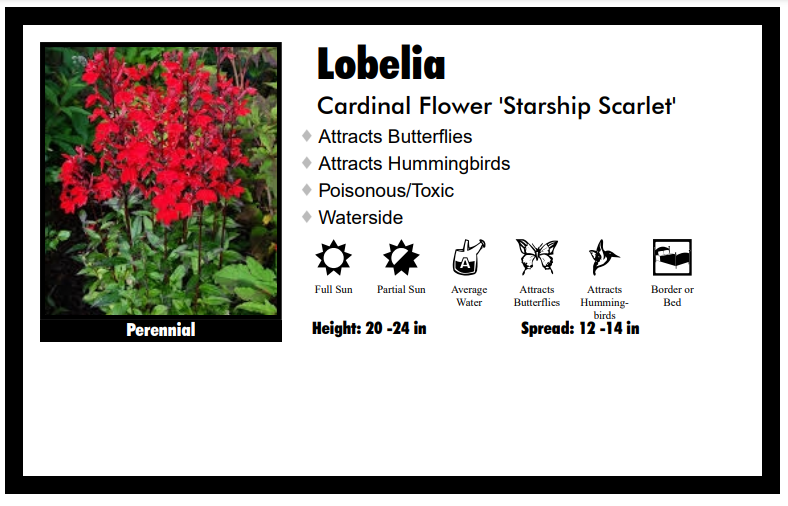 Lobelia "Starship Scarlet" Cardinal Flower