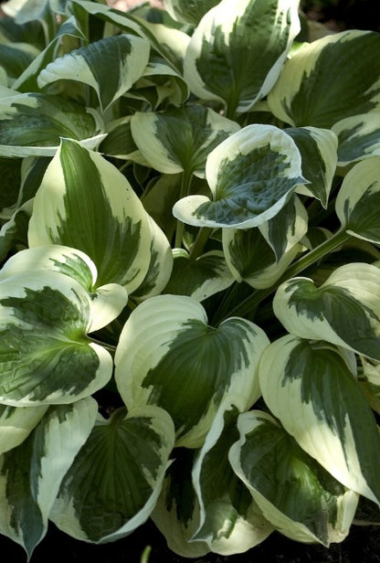 Hosta - Patriot