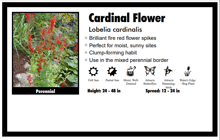 Lobelia "Cardinalis" Cardinal Flower