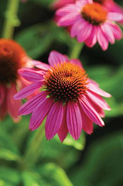 Echinacea - Pow Wow Wild Berry - Coneflower