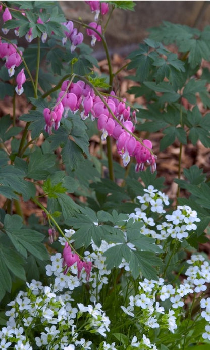 Dicentra Spectabilis - Bleeding Heart