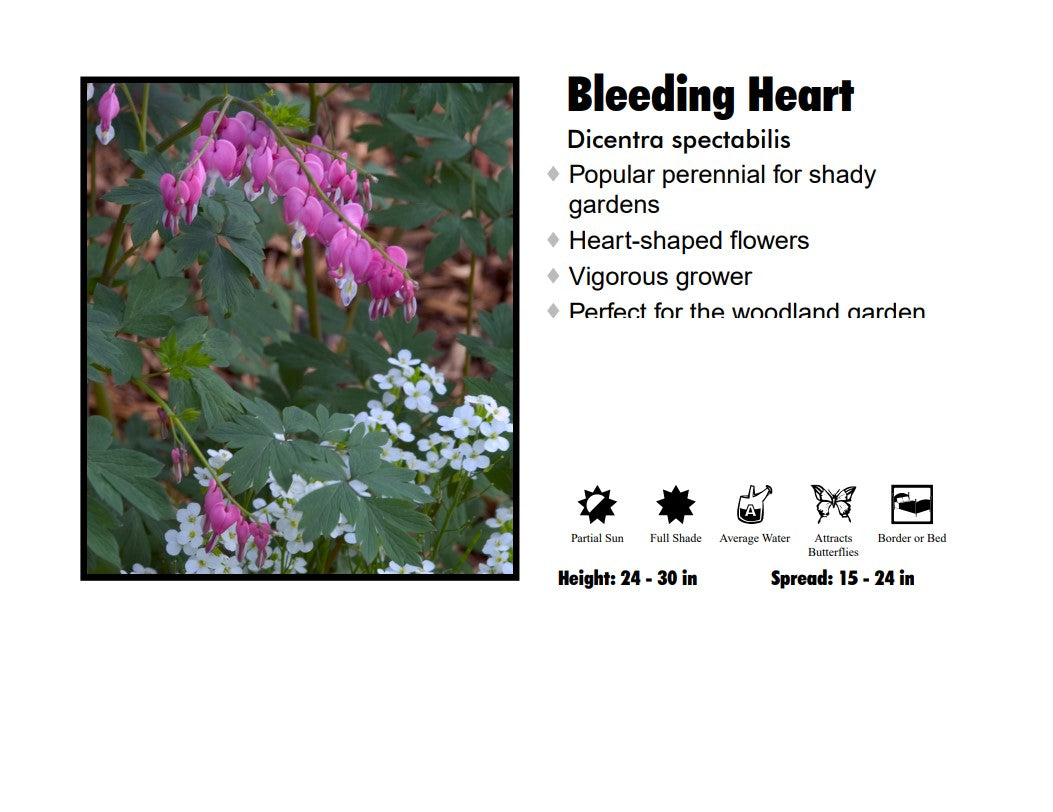 Dicentra Spectabilis - Bleeding Heart