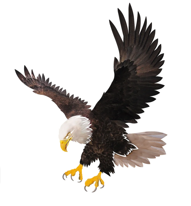 Majestic Eagle - Bald Eagle