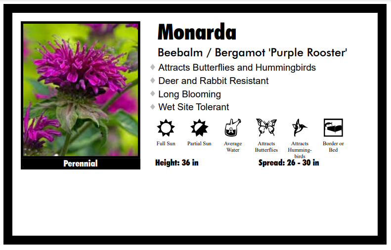 Monarda 'Purple Rooster' Beebalm