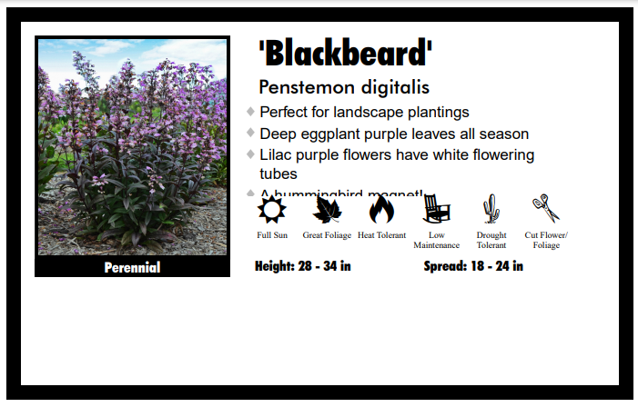 Penstemon "Blackbeard" Beard Tongue