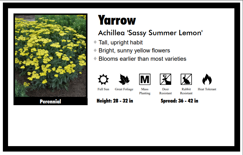 Achillea "Sassy Summer Lemon" Yarrow