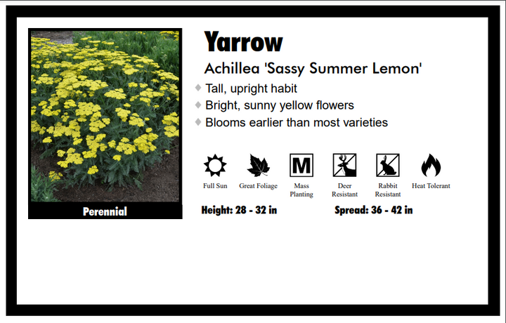 Achillea "Sassy Summer Lemon" Yarrow