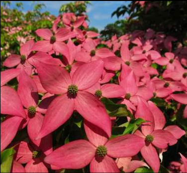 Dogwood - Scarlet Fire Korean