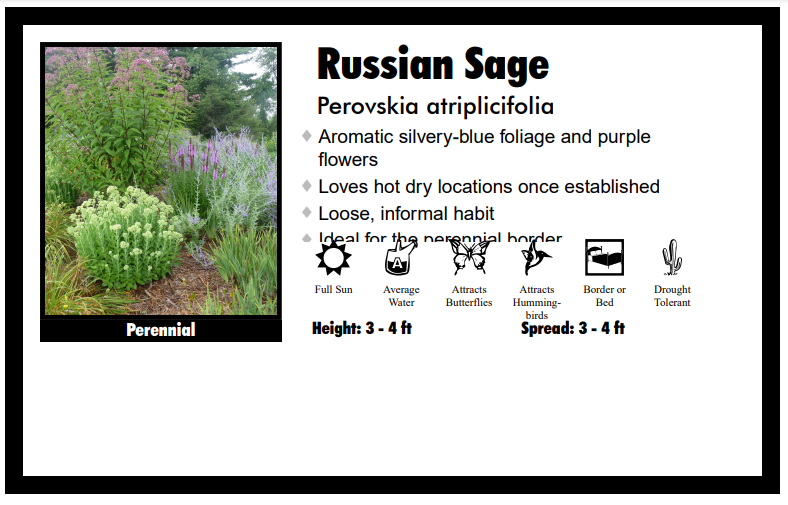 Perovskia Russian Sage