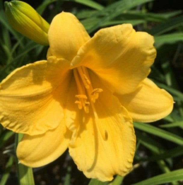 Hemerocallis - Stella De Oro - Daylily