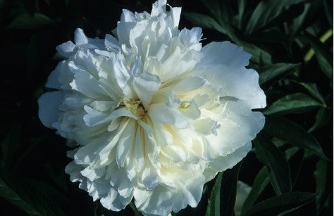 Paeonia 'Duchesse de Nemours' Peony