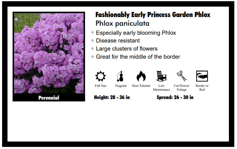 Phlox "Fashionably Early Princess Fuchsia Pink" Tall Garden