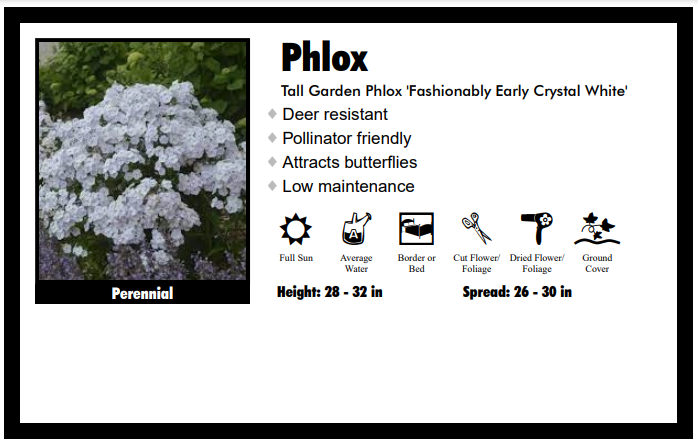 Phlox "Fashionably Early Crystal White" Tall Garden Phlox