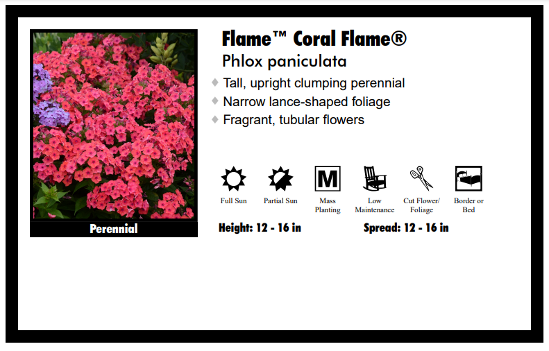 Phlox 'Flame Coral' Tall Garden Phlox
