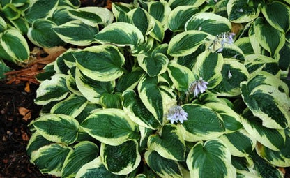 Hosta ‘Wide Brim’