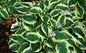 Hosta ‘Wide Brim’