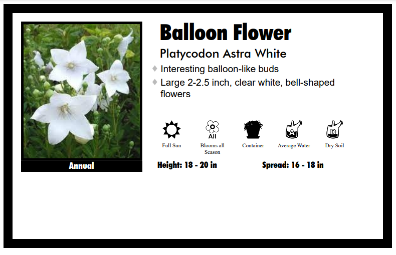 Platycodon 'Astra White' Balloon Flower