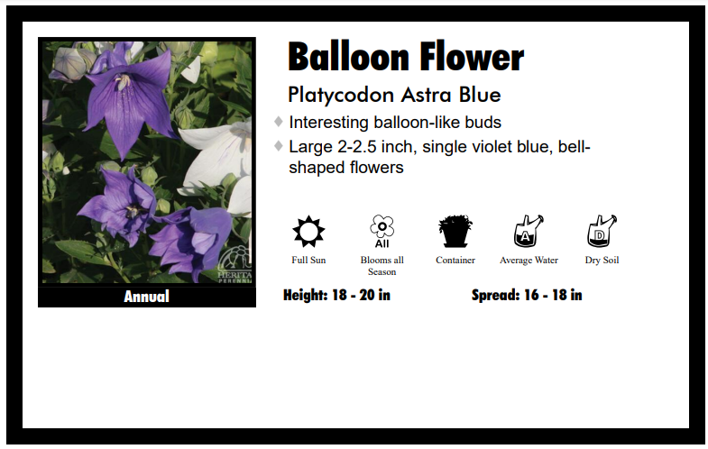 Platycodon 'Astra Blue' Balloon Flower