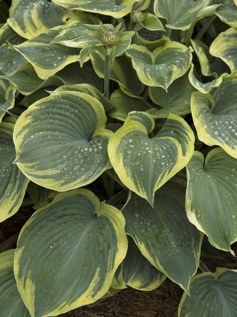 Hosta - Earth Angel