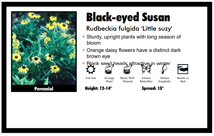 Rudbeckia 'Little Suzy' Coneflower