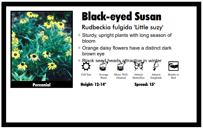 Rudbeckia 'Little Suzy' Black-Eyed Susan