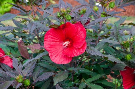 Hibiscus - Midnight Marvel