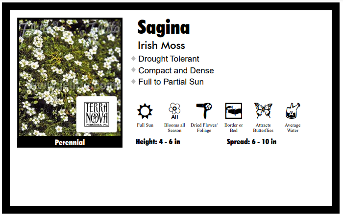 Sagina Irish Moss